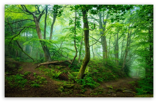 Green Forest, Mist, Summer UltraHD Wallpaper for UHD 16:9 2160p 1440p 1080p 900p 720p ; 8K UHD TV 16:9 Ultra High Definition 2160p 1440p 1080p 900p 720p ; UltraWide 21:9 24:10 32:9 32:10 ; Widescreen 16:10 5:3 WHXGA WQXGA WUXGA WXGA WGA ; Fullscreen 4:3 5:4 3:2 UXGA XGA SVGA QSXGA SXGA DVGA HVGA HQVGA ( Apple PowerBook G4 iPhone 4 3G 3GS iPod Touch ) ; Tablet 1:1 ; Mobile 9:16 9:19.5 9:20 9:21 9:22 10:16 2:3 3:5 3:4 - ; Dual 16:10 5:3 16:9 4:3 5:4 3:2 WHXGA WQXGA WUXGA WXGA WGA 2160p 1440p 1080p 900p 720p UXGA XGA SVGA QSXGA SXGA DVGA HVGA HQVGA ( Apple PowerBook G4 iPhone 4 3G 3GS iPod Touch ) ;