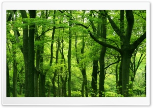 Green Forest, Summer Ultra HD Wallpaper for 4K UHD Widescreen desktop, tablet & smartphone