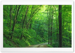 Green Forest Trees, Road Ultra HD Wallpaper for 4K UHD Widescreen desktop, tablet & smartphone