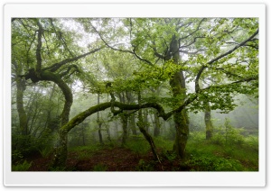 Green Forest Trees, Summer, Mist Ultra HD Wallpaper for 4K UHD Widescreen desktop, tablet & smartphone