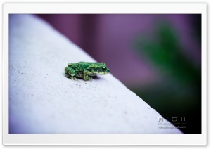 Green Frog Ultra HD Wallpaper for 4K UHD Widescreen desktop, tablet & smartphone