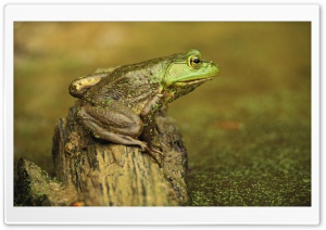 Green Frog And Pond Cincinnati Ohio Rana Clamitans Ultra HD Wallpaper for 4K UHD Widescreen desktop, tablet & smartphone
