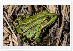Green Frog in Grass Ultra HD Wallpaper for 4K UHD Widescreen desktop, tablet & smartphone