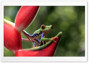 Green Frog On Red Plant Ultra HD Wallpaper for 4K UHD Widescreen Desktop, Lockscreen, Screensaver, TV, Tablet, Smartphone