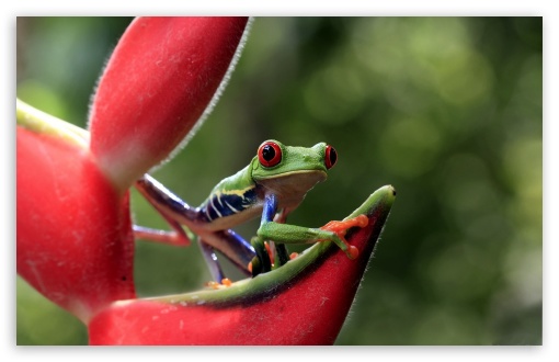 Green Frog On Red Plant UltraHD Wallpaper for HD 16:9 ; Widescreen 16:10 5:3 ; Fullscreen 4:3 5:4 3:2 ; Tablet 1:1 ;