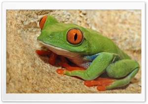 Green Frog With Orange Eyes Ultra HD Wallpaper for 4K UHD Widescreen desktop, tablet & smartphone