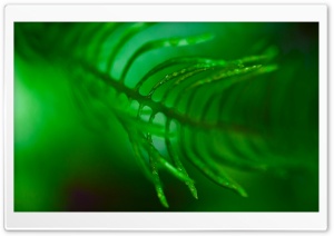 Green Frond Leaf Macro Ultra HD Wallpaper for 4K UHD Widescreen desktop, tablet & smartphone