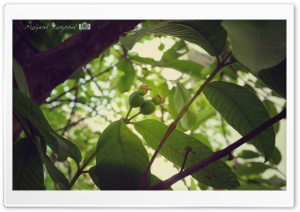 Green Fruit Ultra HD Wallpaper for 4K UHD Widescreen desktop, tablet & smartphone