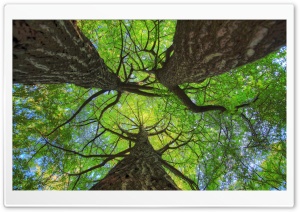 Green Ginkgo Trees Ultra HD Wallpaper for 4K UHD Widescreen desktop, tablet & smartphone