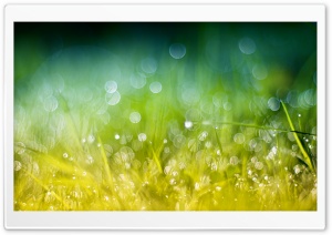 Green Gold Grass Ultra HD Wallpaper for 4K UHD Widescreen desktop, tablet & smartphone
