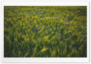 Green Grain Field, Blue Wildflowers Ultra HD Wallpaper for 4K UHD Widescreen desktop, tablet & smartphone