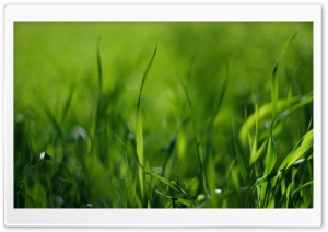 Green Gras Ultra HD Wallpaper for 4K UHD Widescreen desktop, tablet & smartphone