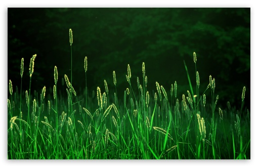 HD grass wallpapers  Peakpx