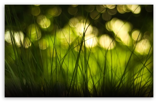 Green Grass Ultra HD Desktop Background Wallpaper for 4K UHD TV : Multi ...