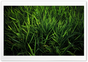 Green Grass Ultra HD Wallpaper for 4K UHD Widescreen desktop, tablet & smartphone