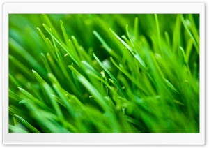Green Grass Background Ultra HD Wallpaper for 4K UHD Widescreen desktop, tablet & smartphone