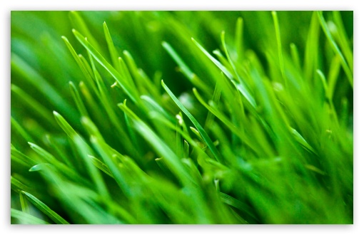 Download wallpapers grass backgrounds for desktop free High Quality HD  pictures wallpapers  Page 1