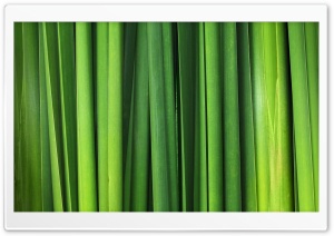 Green Grass Blades Ultra HD Wallpaper for 4K UHD Widescreen desktop, tablet & smartphone