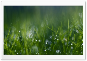 Green Grass Bokeh Ultra HD Wallpaper for 4K UHD Widescreen desktop, tablet & smartphone