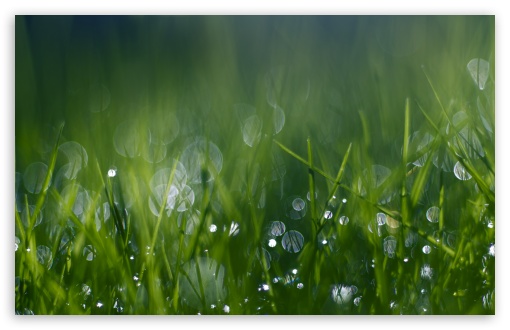 Green Grass Bokeh UltraHD Wallpaper for 8K UHD TV 16:9 Ultra High Definition 2160p 1440p 1080p 900p 720p ; UltraWide 32:10 ; Widescreen 16:10 5:3 WHXGA WQXGA WUXGA WXGA WGA ; Fullscreen 4:3 5:4 3:2 UXGA XGA SVGA QSXGA SXGA DVGA HVGA HQVGA ( Apple PowerBook G4 iPhone 4 3G 3GS iPod Touch ) ; Tablet 1:1 ; Mobile 3:5 3:4 - ; Dual 16:10 5:3 16:9 4:3 5:4 WHXGA WQXGA WUXGA WXGA WGA 2160p 1440p 1080p 900p 720p UXGA XGA SVGA QSXGA SXGA ;