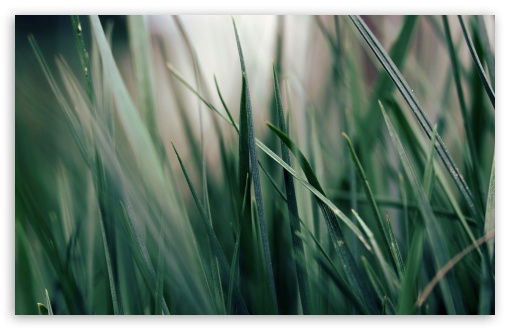 Green Grass Close-up UltraHD Wallpaper for HD 16:9 ; Widescreen 16:10 5:3 ; Fullscreen 4:3 5:4 3:2 ; Tablet 1:1 ; Mobile 3:5 3:4 ;