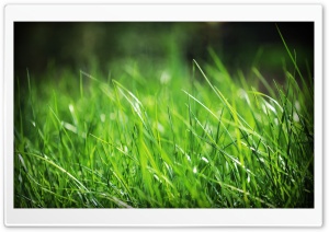 Green Grass Close Up Ultra HD Wallpaper for 4K UHD Widescreen desktop, tablet & smartphone