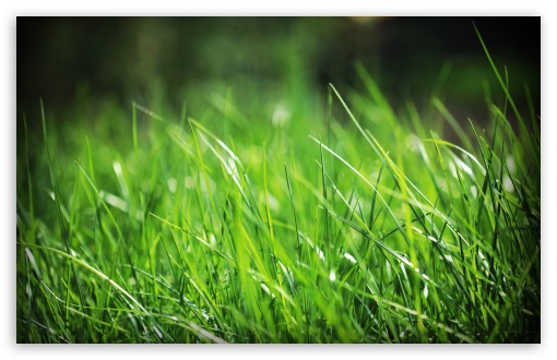 Green Grass Close Up Ultra HD Desktop Background Wallpaper for 4K UHD ...