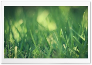 Green Grass Macro Ultra HD Wallpaper for 4K UHD Widescreen desktop, tablet & smartphone