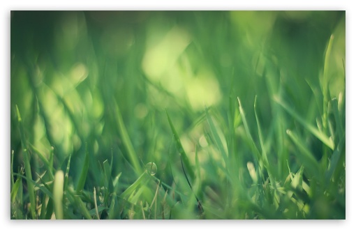 Green Grass Macro UltraHD Wallpaper for Wide 16:10 5:3 Widescreen WHXGA WQXGA WUXGA WXGA WGA ; 8K UHD TV 16:9 Ultra High Definition 2160p 1440p 1080p 900p 720p ; Standard 4:3 5:4 3:2 Fullscreen UXGA XGA SVGA QSXGA SXGA DVGA HVGA HQVGA ( Apple PowerBook G4 iPhone 4 3G 3GS iPod Touch ) ; Tablet 1:1 ; iPad 1/2/Mini ; Mobile 4:3 5:3 3:2 16:9 5:4 - UXGA XGA SVGA WGA DVGA HVGA HQVGA ( Apple PowerBook G4 iPhone 4 3G 3GS iPod Touch ) 2160p 1440p 1080p 900p 720p QSXGA SXGA ; Dual 16:10 5:3 16:9 4:3 5:4 WHXGA WQXGA WUXGA WXGA WGA 2160p 1440p 1080p 900p 720p UXGA XGA SVGA QSXGA SXGA ;