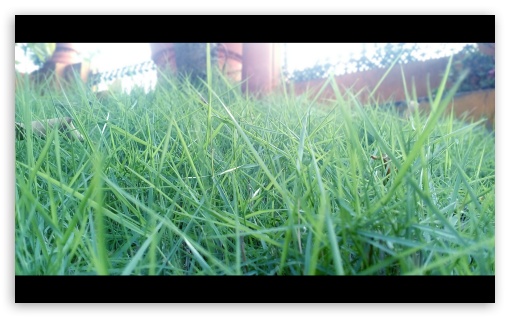 Green Grass on Blue Filter UltraHD Wallpaper for Widescreen 5:3 ;