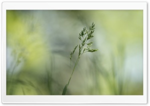 Green Grass Seeds Ultra HD Wallpaper for 4K UHD Widescreen desktop, tablet & smartphone