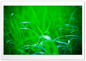 Green Grass, Summer Ultra HD Wallpaper for 4K UHD Widescreen desktop, tablet & smartphone