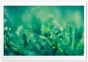 Green Grass, Water Drops, Macro Ultra HD Wallpaper for 4K UHD Widescreen desktop, tablet & smartphone