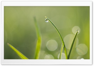 Green Grass, Water Drops, Macro, Bokeh Ultra HD Wallpaper for 4K UHD Widescreen desktop, tablet & smartphone