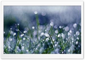 Green Grass White Bokeh Ultra HD Wallpaper for 4K UHD Widescreen desktop, tablet & smartphone