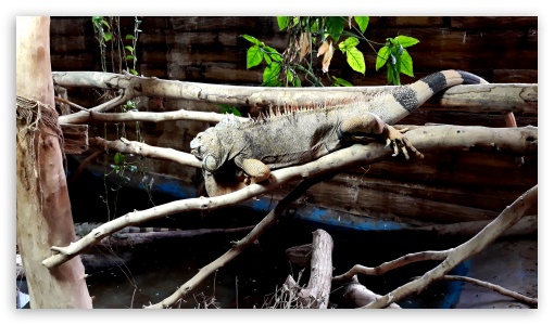 Green Iguana UltraHD Wallpaper for HD 16:9 ;