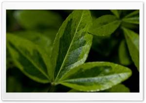 Green Is Beautiful Ultra HD Wallpaper for 4K UHD Widescreen desktop, tablet & smartphone