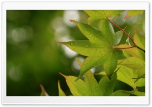 Green Japanese Maple Leaves after Rainfall, Macro 4K UHD Wallpaper for Widescreen and UltraWide Desktop, UltraHD TV, Smartphone, Tablet