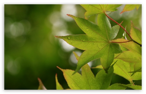Green Japanese Maple Leaves after Rainfall, Macro 4K UHD Wallpaper for Widescreen and UltraWide Desktop, UltraHD TV, Smartphone, Tablet Green Japanese Maple Leaves after Rainfall, Macro UltraHD Wallpaper for UHD 16:9 ; HD 16:9 ; UltraWide 21:9 24:10 ; Widescreen 16:10 5:3 ; Fullscreen 4:3 5:4 3:2 ; Tablet 1:1 ; Mobile 9:16 10:16 ;