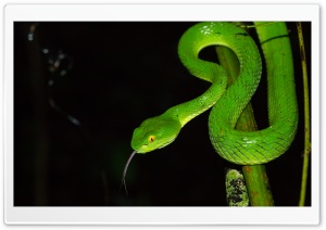 Green large eyed Pit Viper Snake, Trimeresurus Macrops Ultra HD Wallpaper for 4K UHD Widescreen desktop, tablet & smartphone