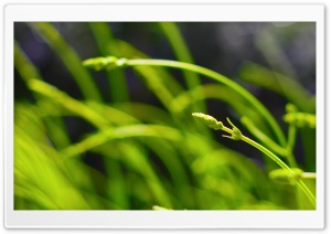 Green Lavender Ultra HD Wallpaper for 4K UHD Widescreen desktop, tablet & smartphone