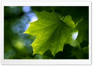 Green Leaf Ultra HD Wallpaper for 4K UHD Widescreen desktop, tablet & smartphone
