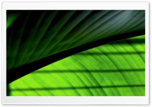 Green Leaf 2 Ultra HD Wallpaper for 4K UHD Widescreen desktop, tablet & smartphone