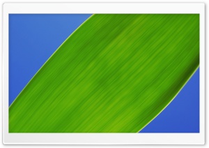 Green Leaf 5 Ultra HD Wallpaper for 4K UHD Widescreen desktop, tablet & smartphone