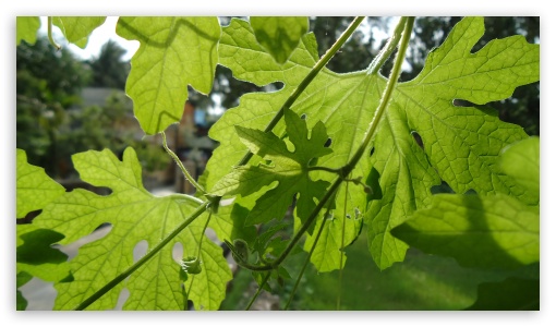 green leaf UltraHD Wallpaper for UHD 16:9 ; HD 16:9 ;
