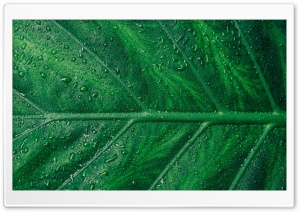 Green Leaf Aesthetic Ultra HD Wallpaper for 4K UHD Widescreen desktop, tablet & smartphone