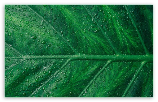 Green Leaf Aesthetic UltraHD Wallpaper for Wide 16:10 5:3 Widescreen WHXGA WQXGA WUXGA WXGA WGA ; UltraWide 21:9 24:10 ; 8K UHD TV 16:9 Ultra High Definition 2160p 1440p 1080p 900p 720p ; UHD 16:9 2160p 1440p 1080p 900p 720p ; Standard 4:3 5:4 3:2 Fullscreen UXGA XGA SVGA QSXGA SXGA DVGA HVGA HQVGA ( Apple PowerBook G4 iPhone 4 3G 3GS iPod Touch ) ; Smartphone 16:9 3:2 5:3 2160p 1440p 1080p 900p 720p DVGA HVGA HQVGA ( Apple PowerBook G4 iPhone 4 3G 3GS iPod Touch ) WGA ; Tablet 1:1 ; iPad 1/2/Mini ; Mobile 4:3 5:3 3:2 16:9 5:4 - UXGA XGA SVGA WGA DVGA HVGA HQVGA ( Apple PowerBook G4 iPhone 4 3G 3GS iPod Touch ) 2160p 1440p 1080p 900p 720p QSXGA SXGA ;