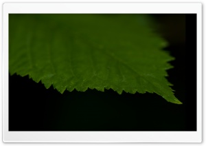 Green Leaf Against A Black Background Ultra HD Wallpaper for 4K UHD Widescreen desktop, tablet & smartphone