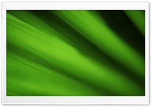 Green Leaf Background Ultra HD Wallpaper for 4K UHD Widescreen desktop, tablet & smartphone