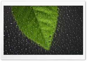 Green Leaf Behind Wet Window Ultra HD Wallpaper for 4K UHD Widescreen desktop, tablet & smartphone